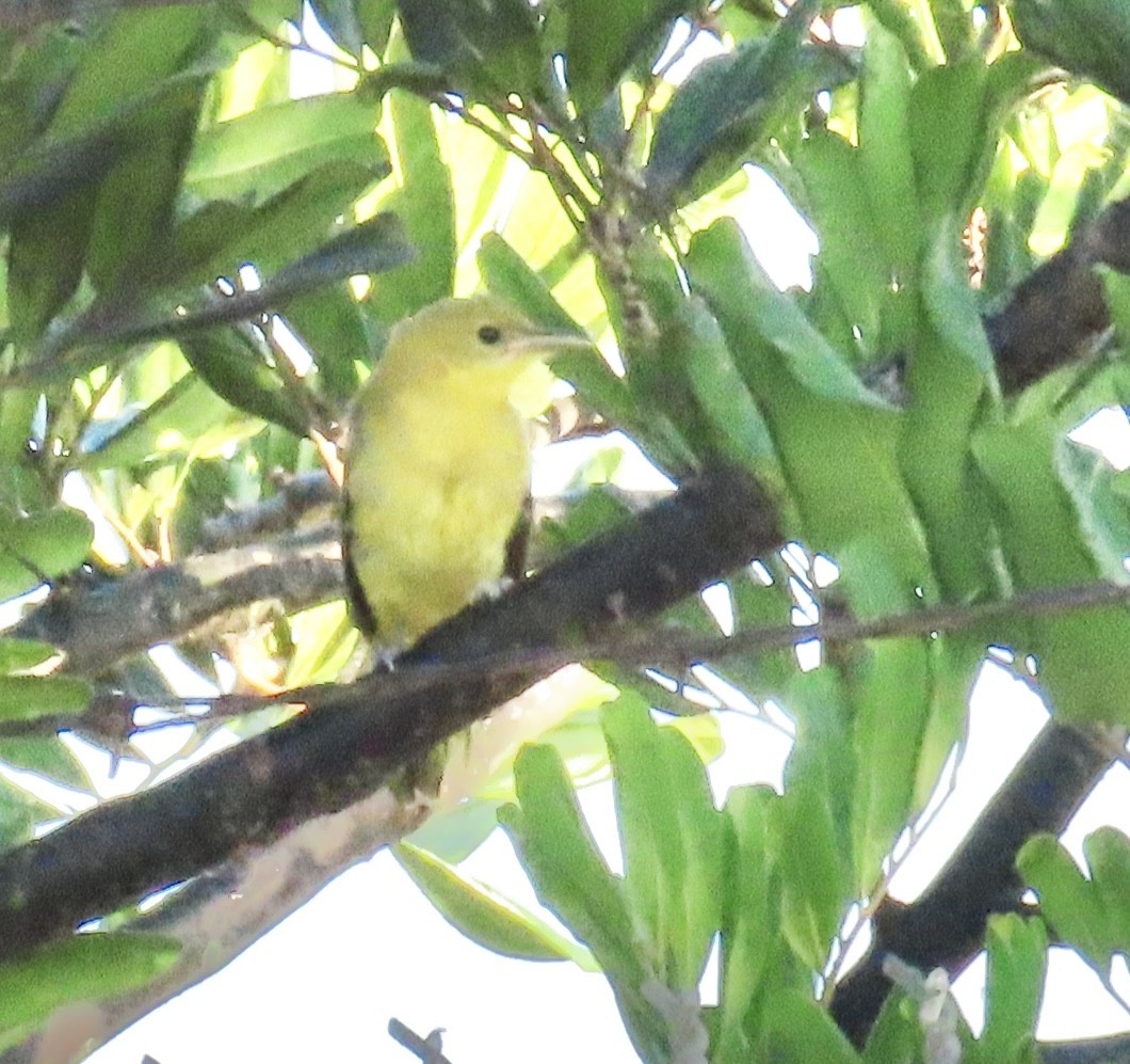 Hooded Oriole - ML622399671