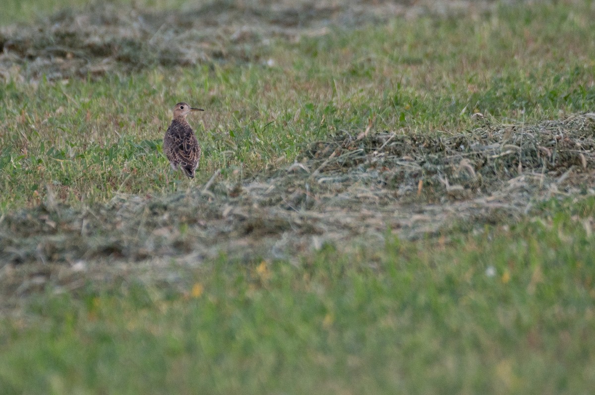 Upland Sandpiper - ML622399709