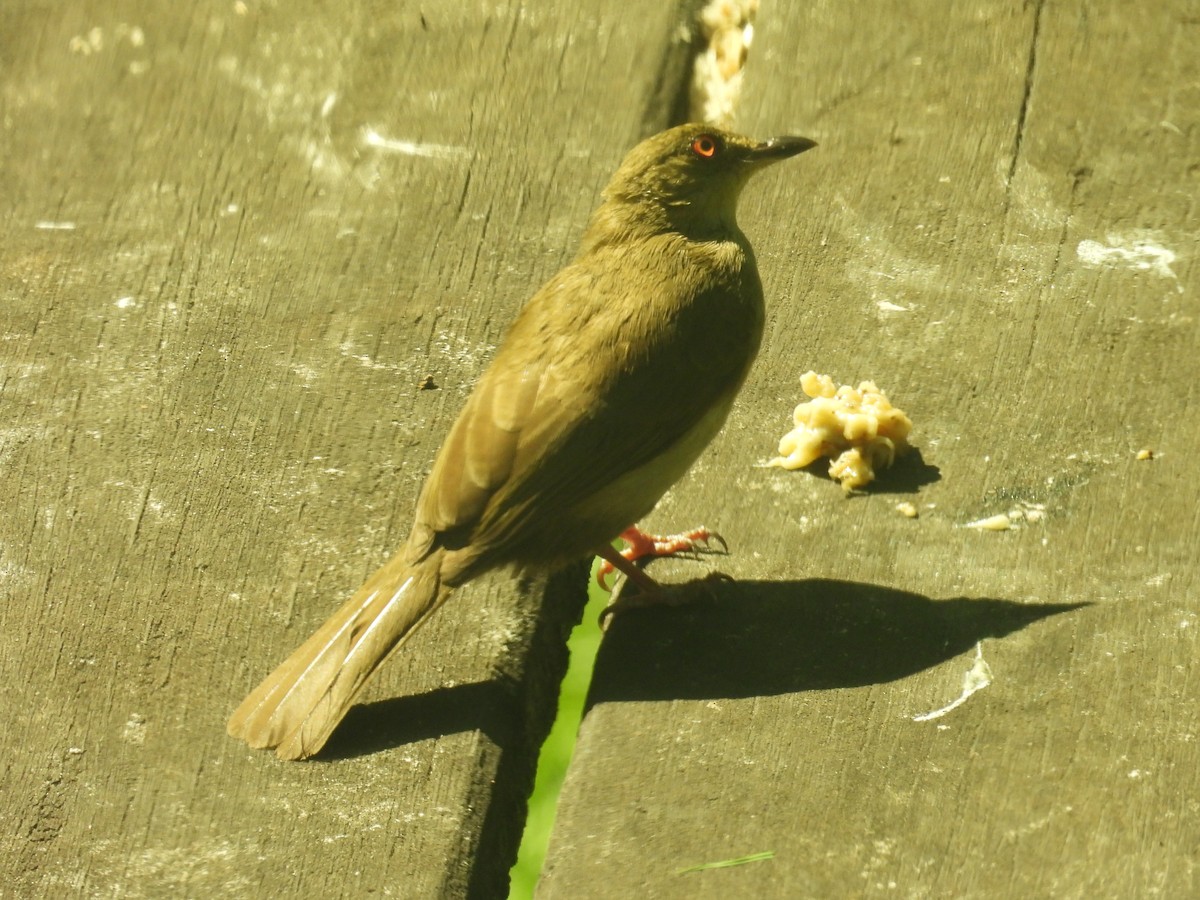 Red-eyed Bulbul - ML622399729