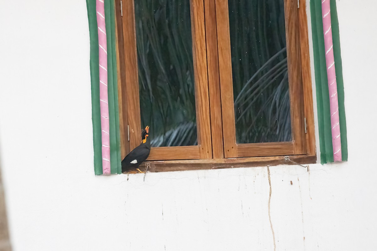 Common Hill Myna - Kalpesh Krishna