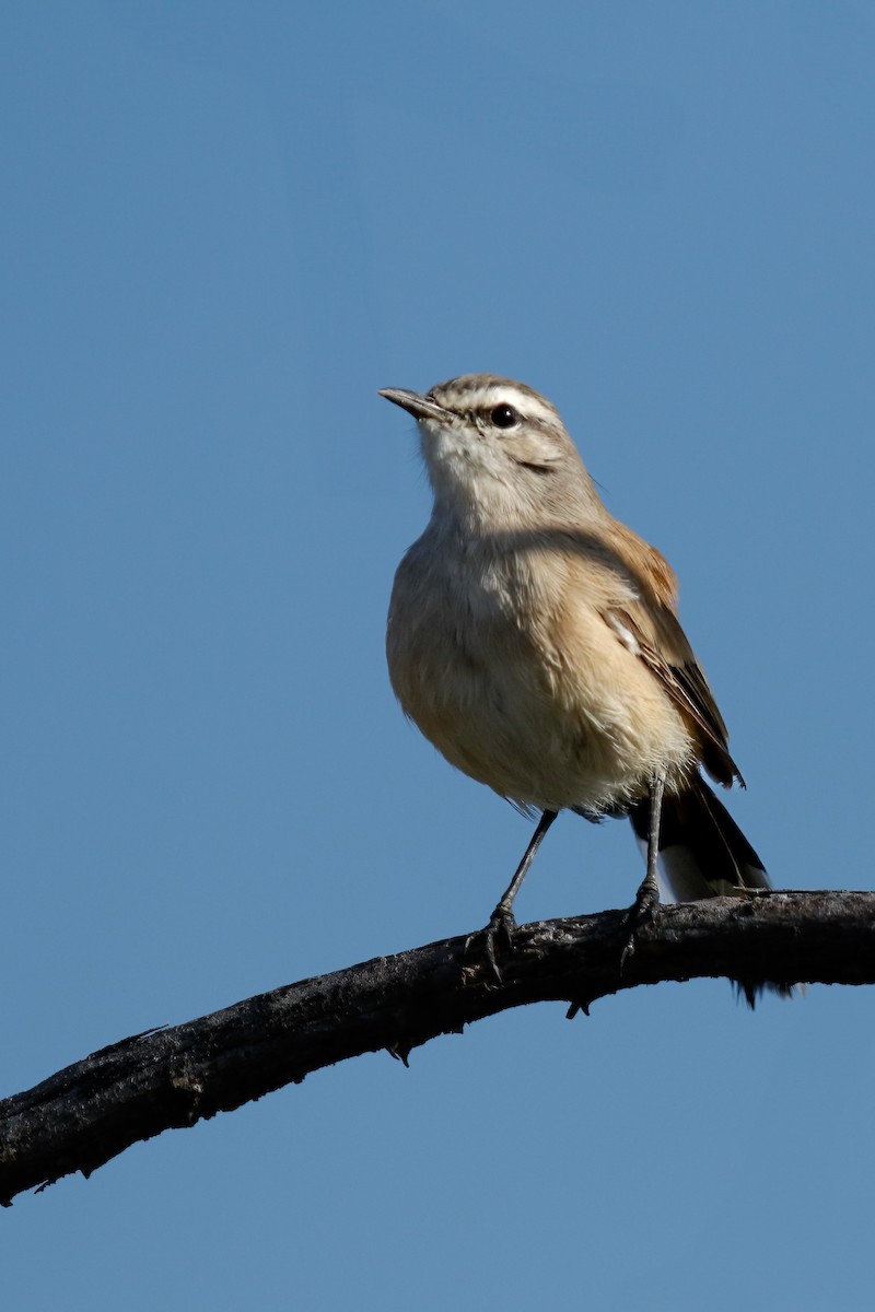 Kalahari Scrub-Robin - ML622399902