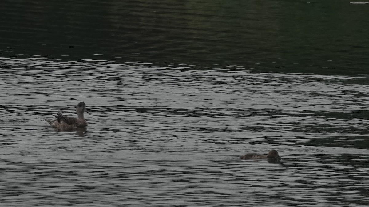 American Wigeon - ML622400019