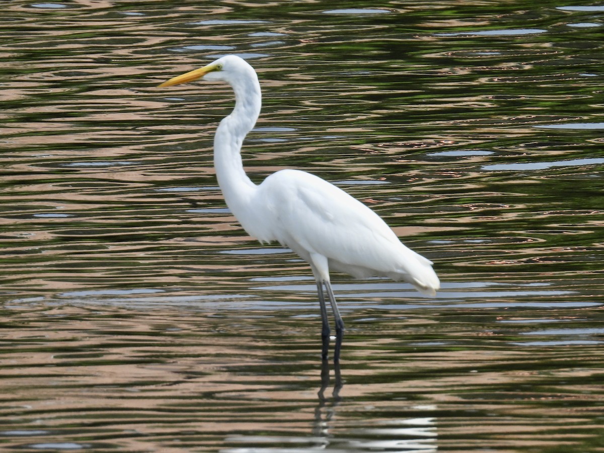 Great Egret - ML622400097