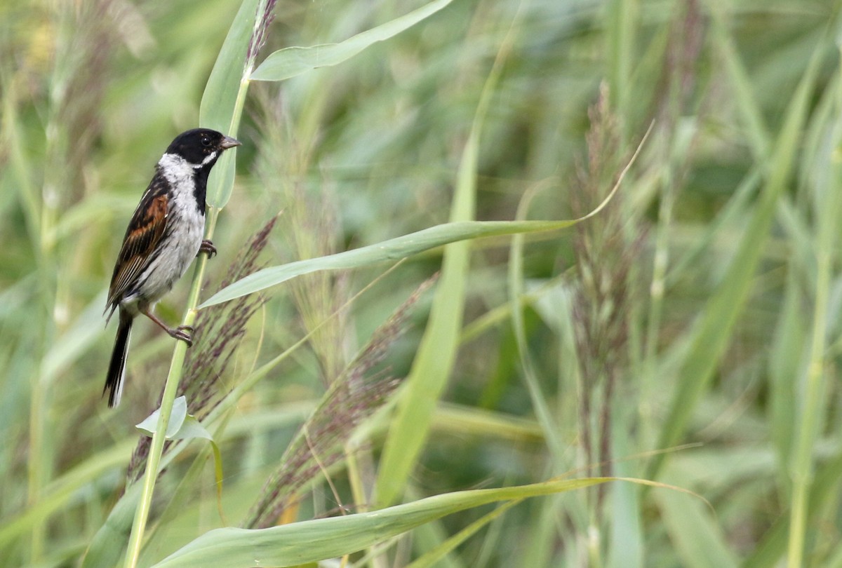 Reed Bunting - ML622400106