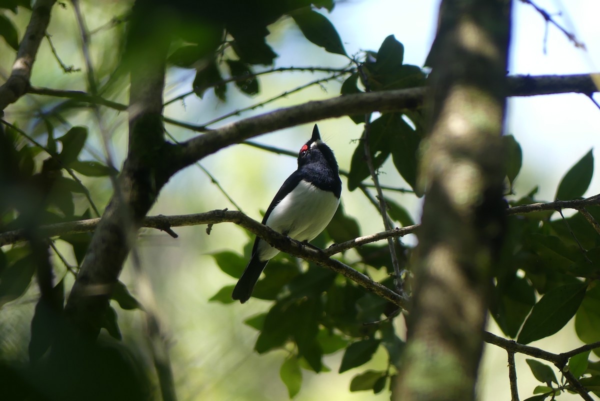 Black-throated Wattle-eye - ML622400165