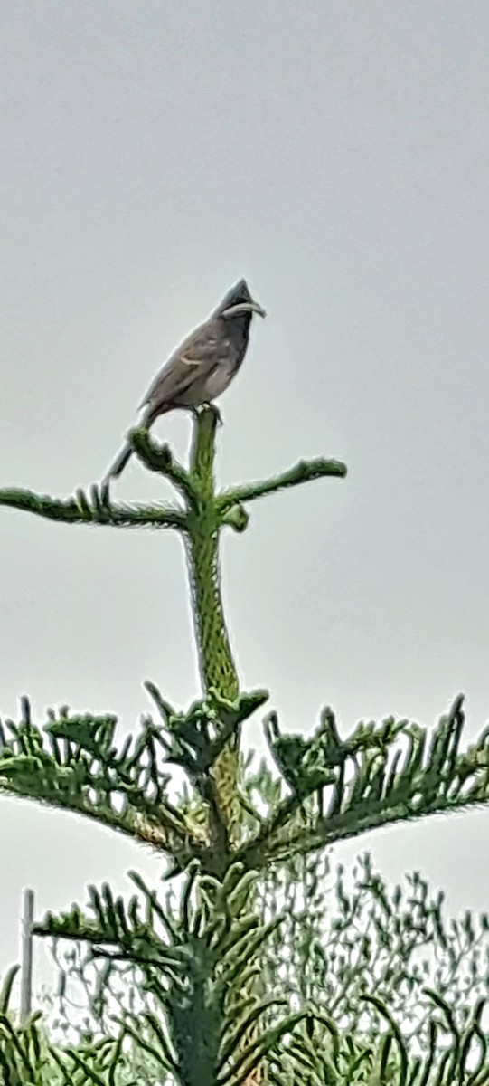 Red-vented Bulbul - ML622400275