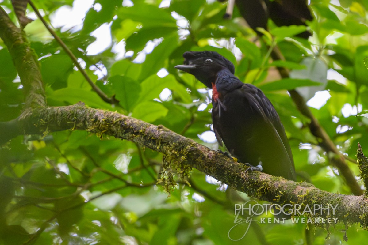 Bare-necked Umbrellabird - ML622400308