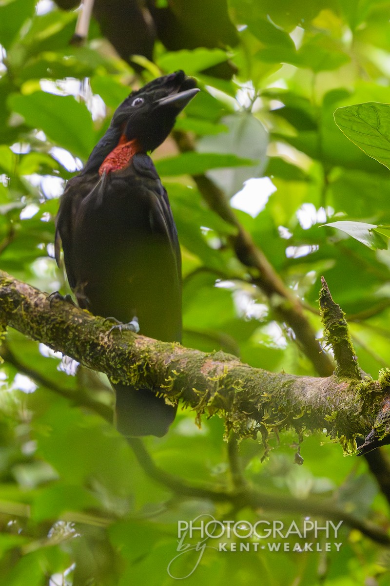 Bare-necked Umbrellabird - ML622400309