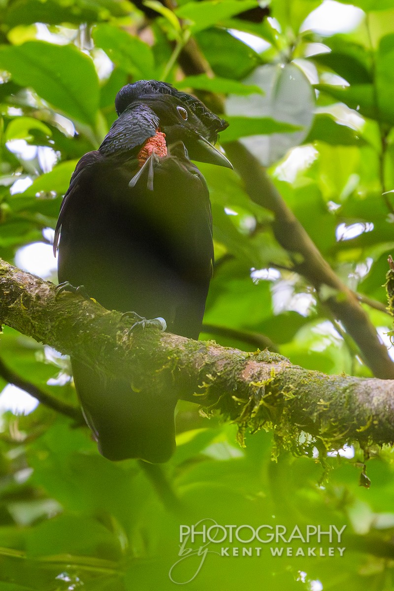 Bare-necked Umbrellabird - ML622400310