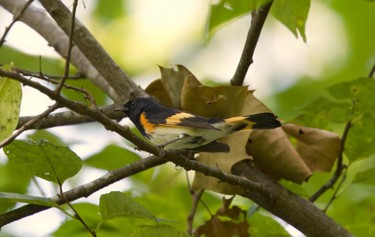 American Redstart - ML622400380