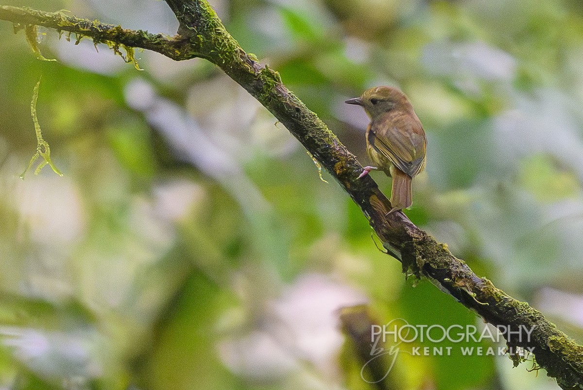 Tawny-crowned Greenlet - ML622400390