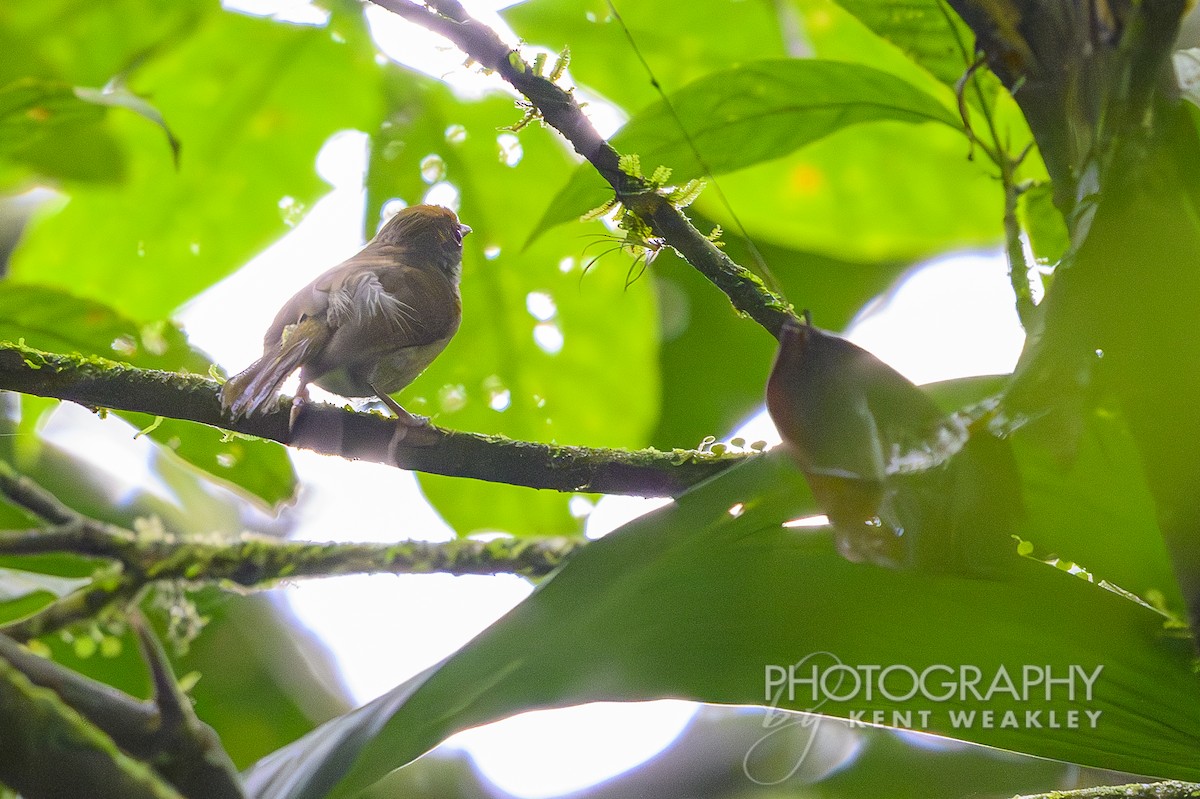 Tawny-crowned Greenlet - ML622400392