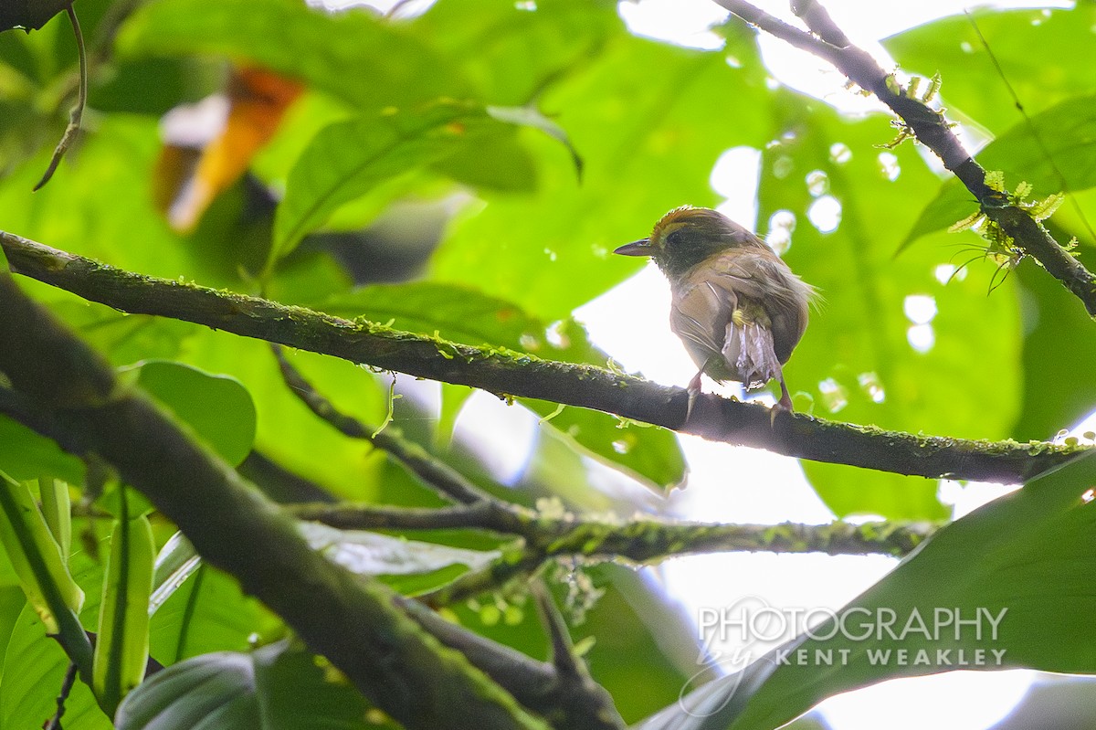 Tawny-crowned Greenlet - ML622400393