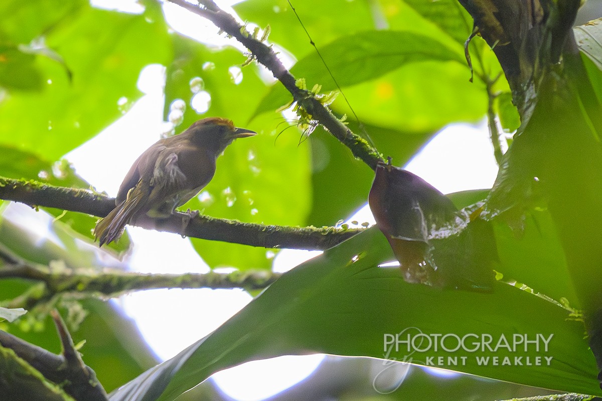 Tawny-crowned Greenlet - ML622400394