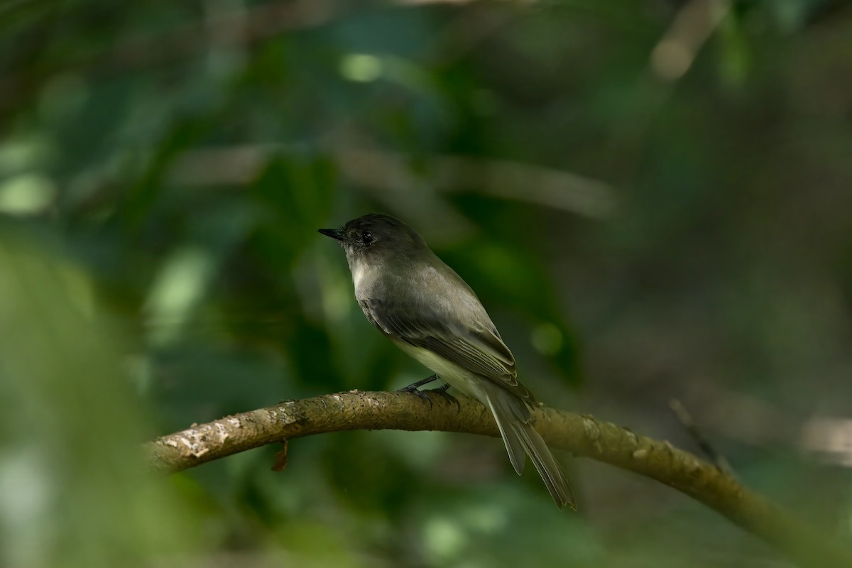 Eastern Phoebe - ML622400395