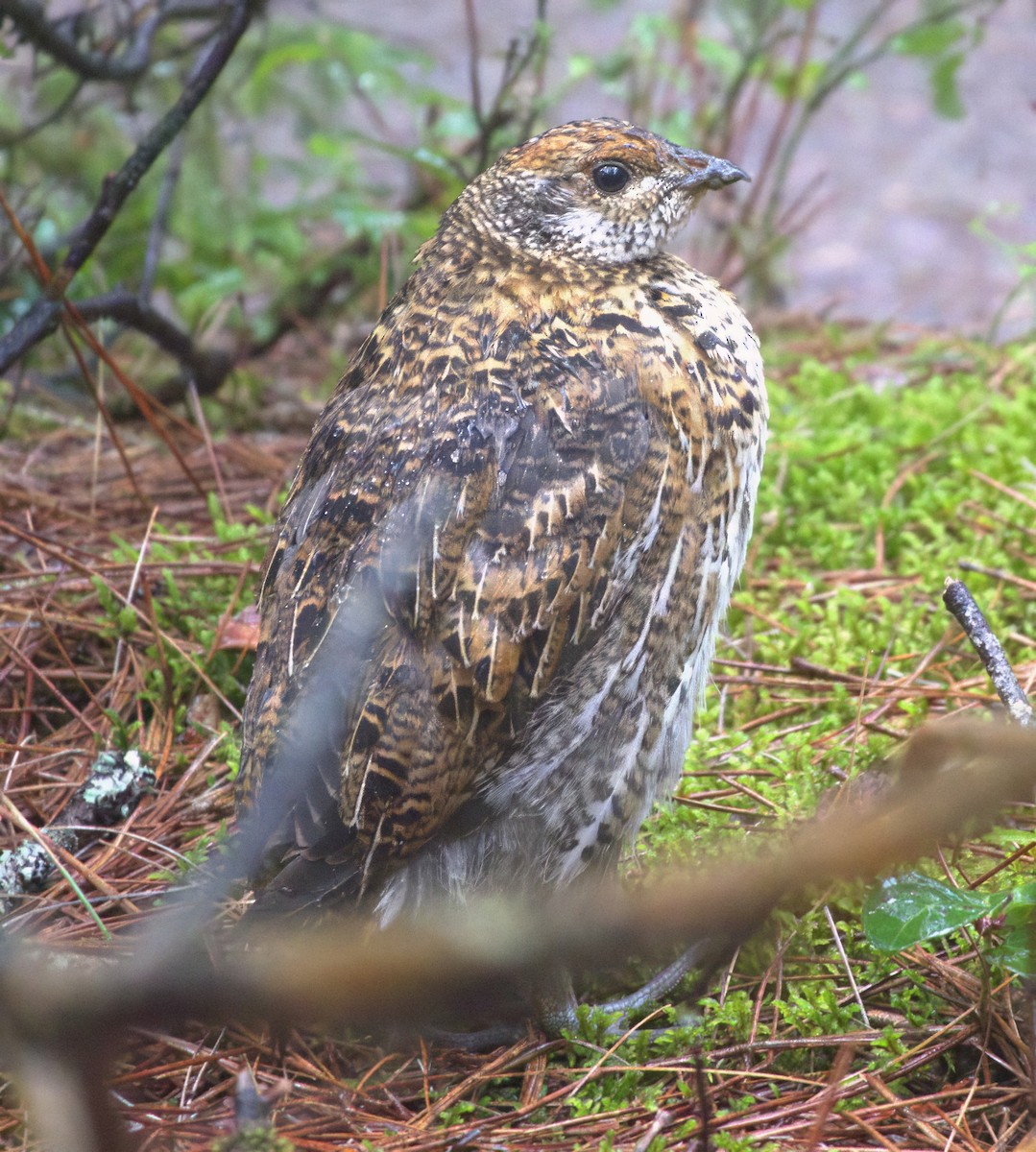 Spruce Grouse - ML622400403