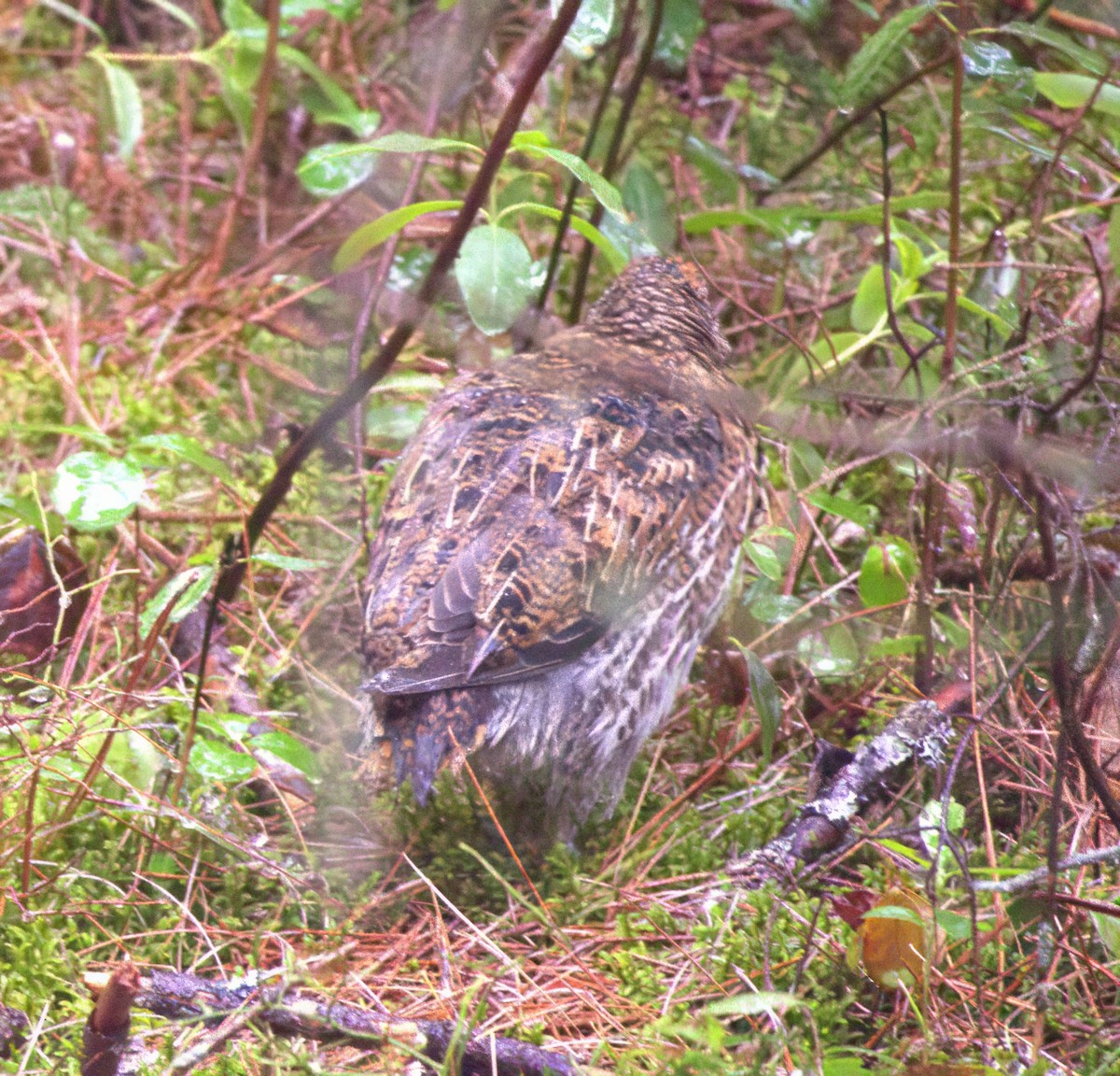 Spruce Grouse - ML622400426