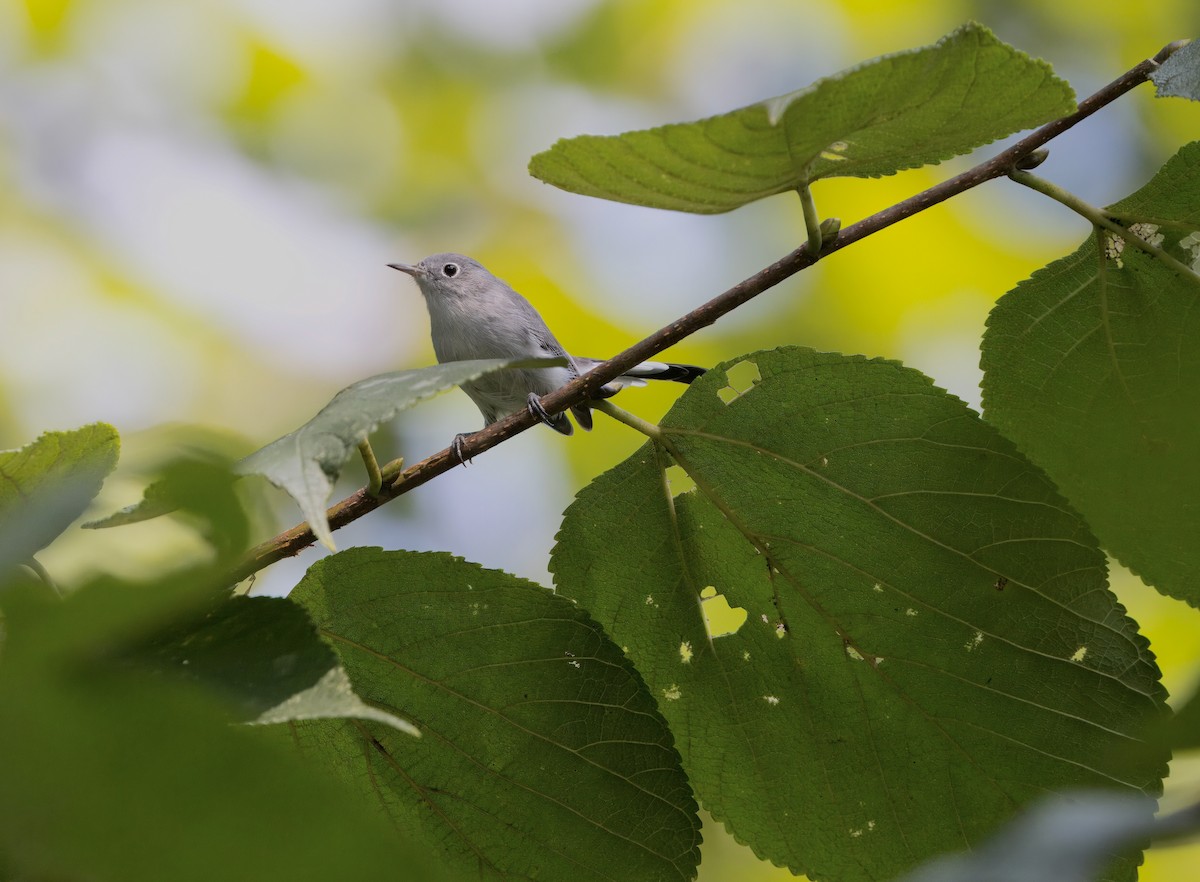 Blue-gray Gnatcatcher - ML622400447