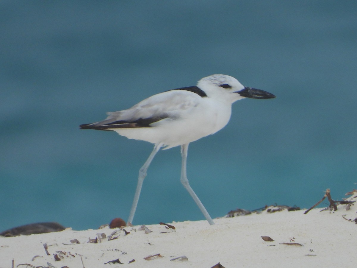 Crab-Plover - Pavel Hastík