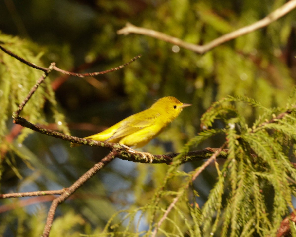 Yellow Warbler (Northern) - ML622400747