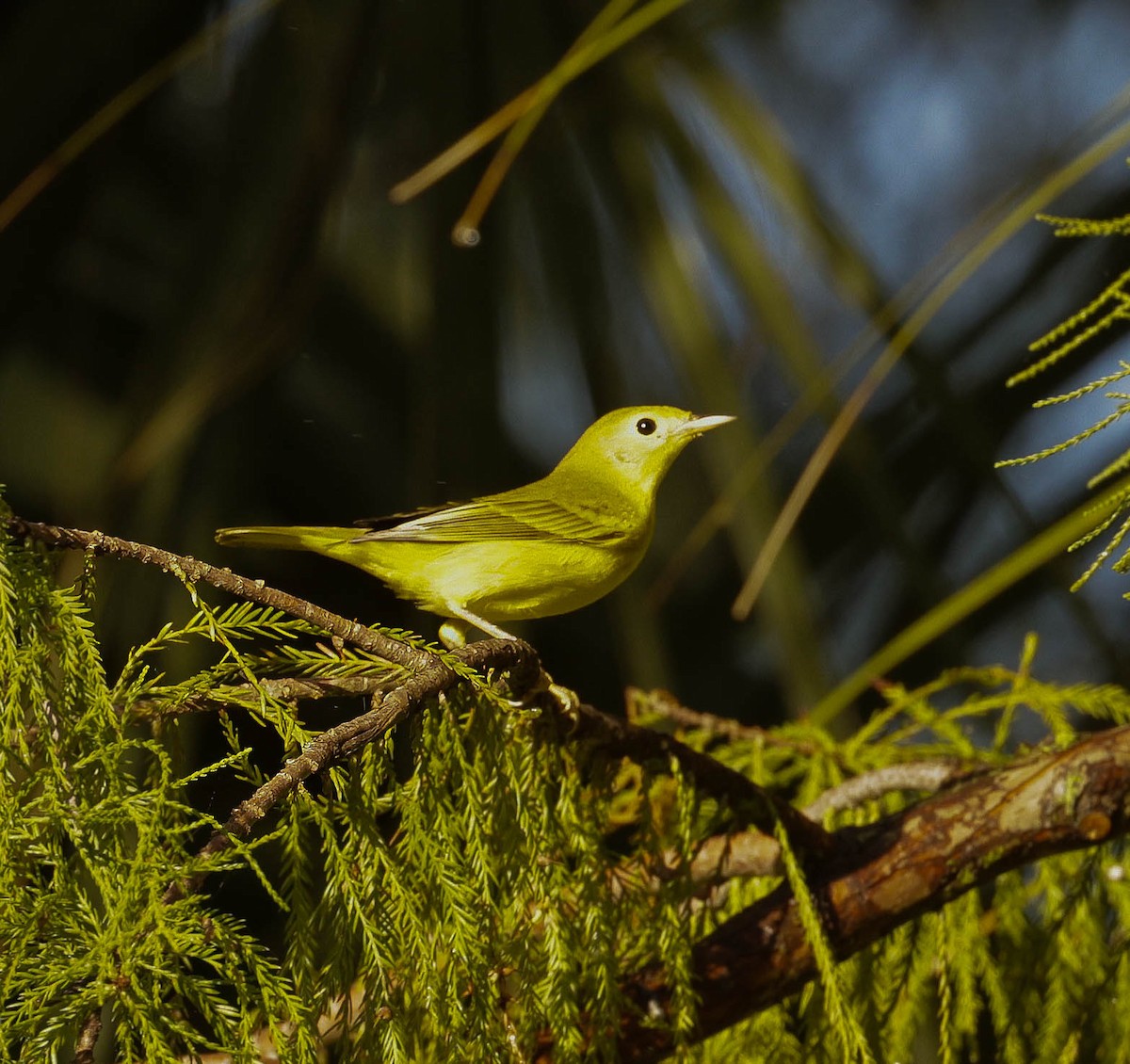 Yellow Warbler (Northern) - ML622400748