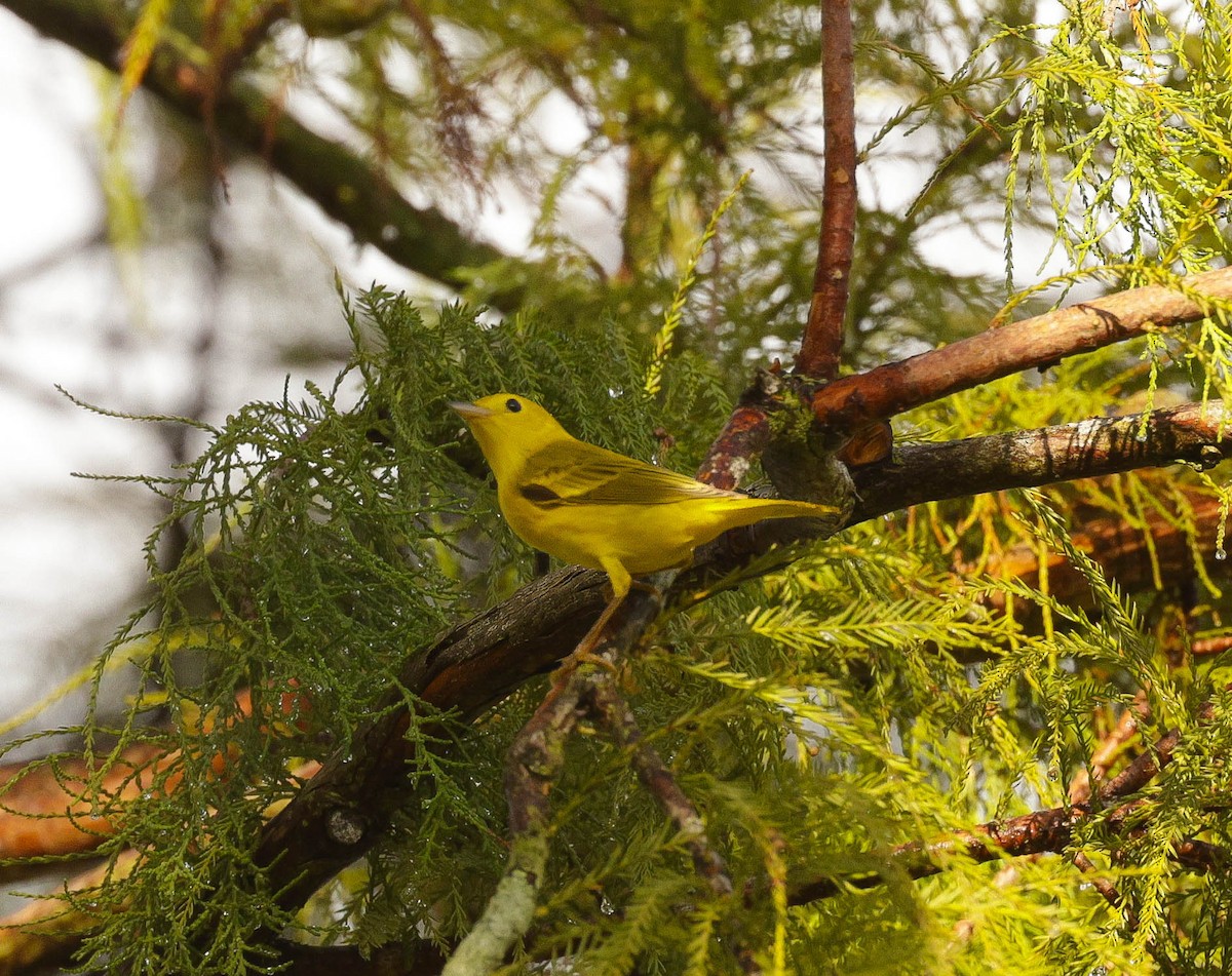 Yellow Warbler (Northern) - ML622400749