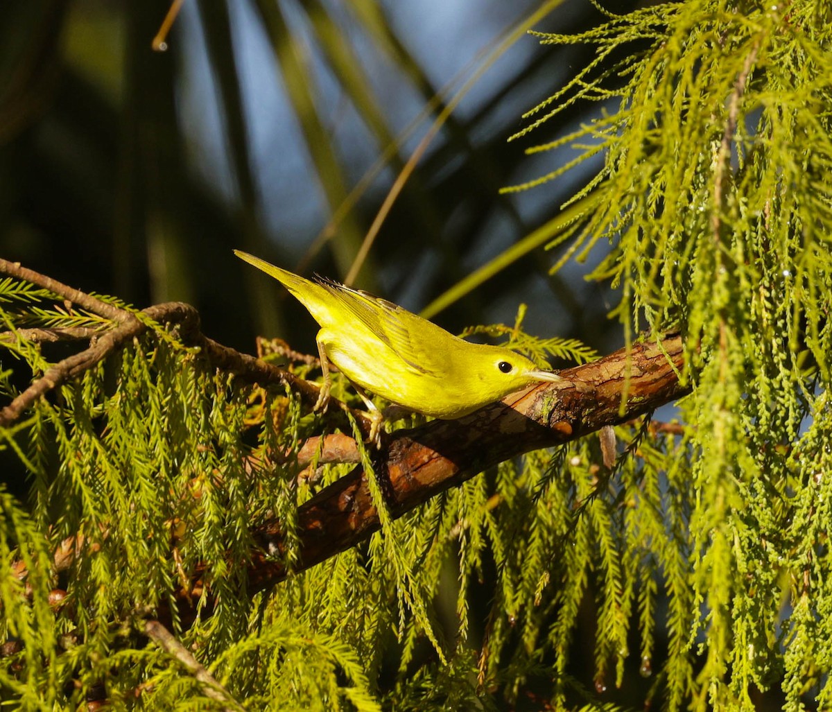 Yellow Warbler (Northern) - ML622400750