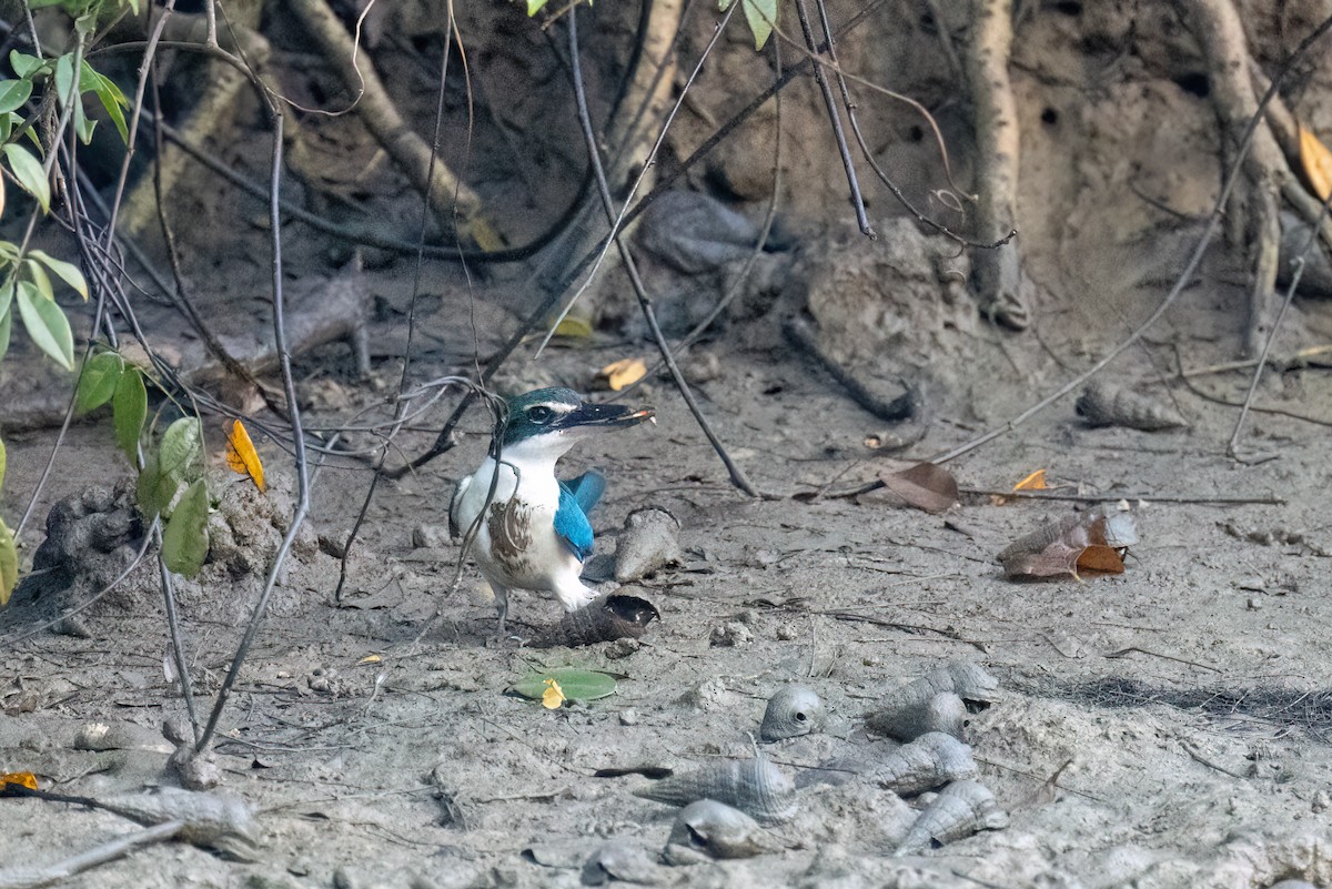 Collared Kingfisher - Kalpesh Krishna