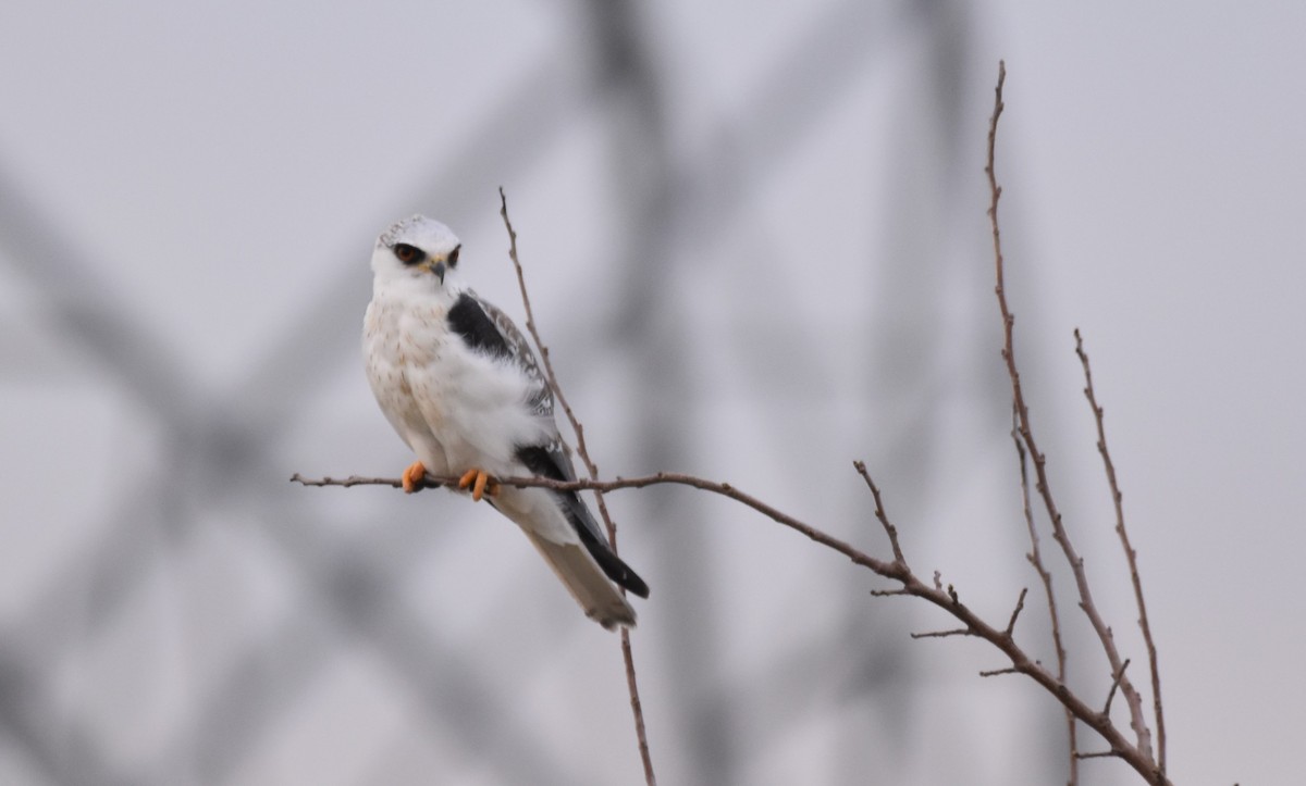 White-tailed Kite - ML622400798