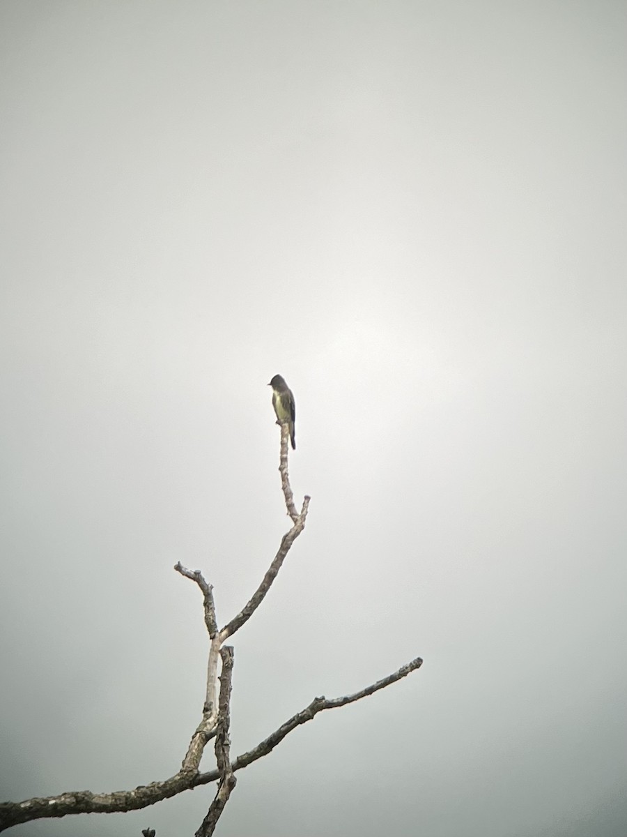 Olive-sided Flycatcher - ML622400849