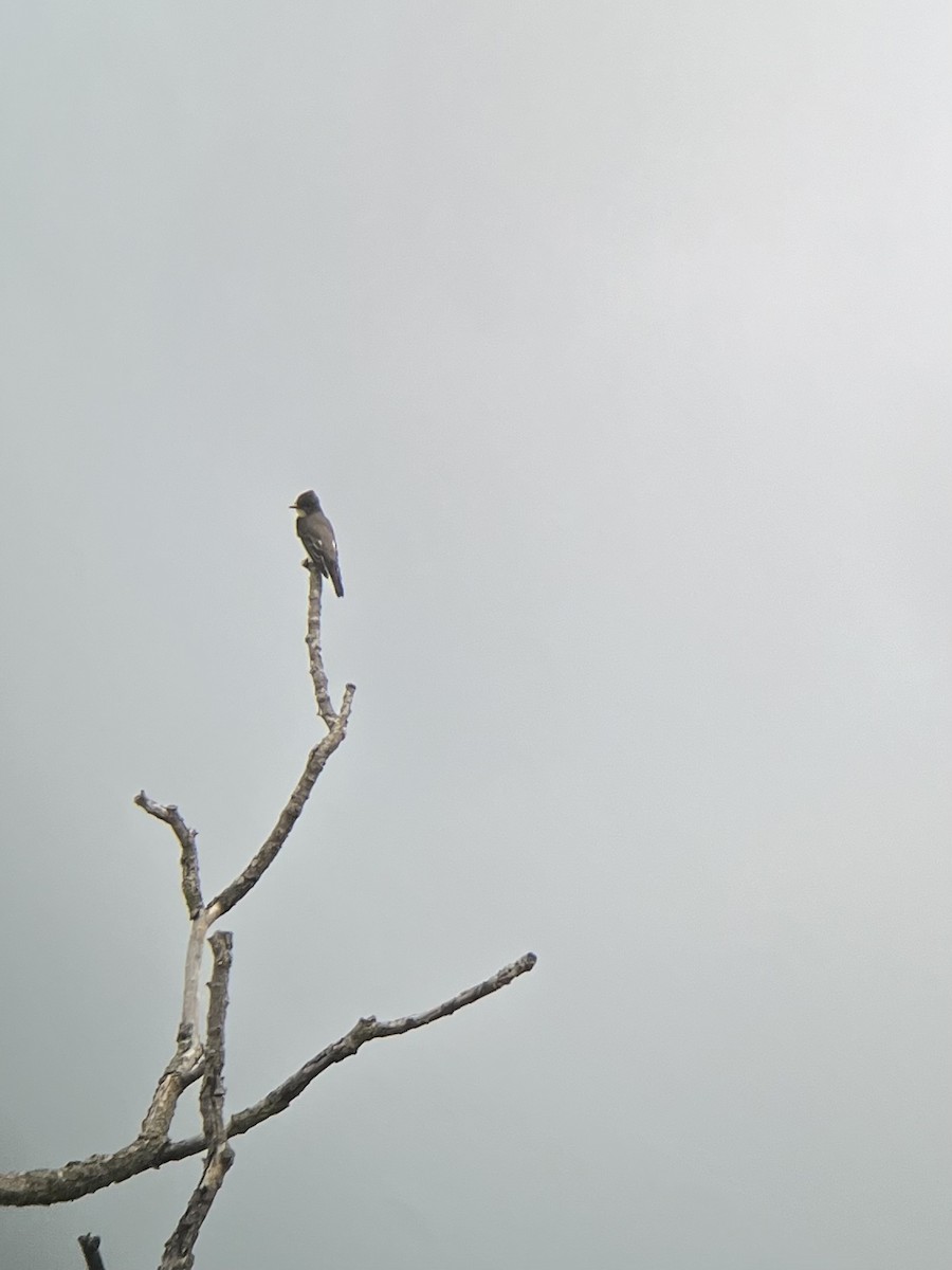 Olive-sided Flycatcher - ML622400850