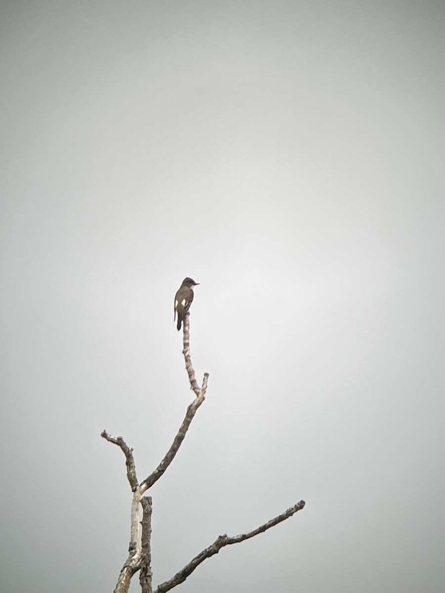 Olive-sided Flycatcher - ML622400851