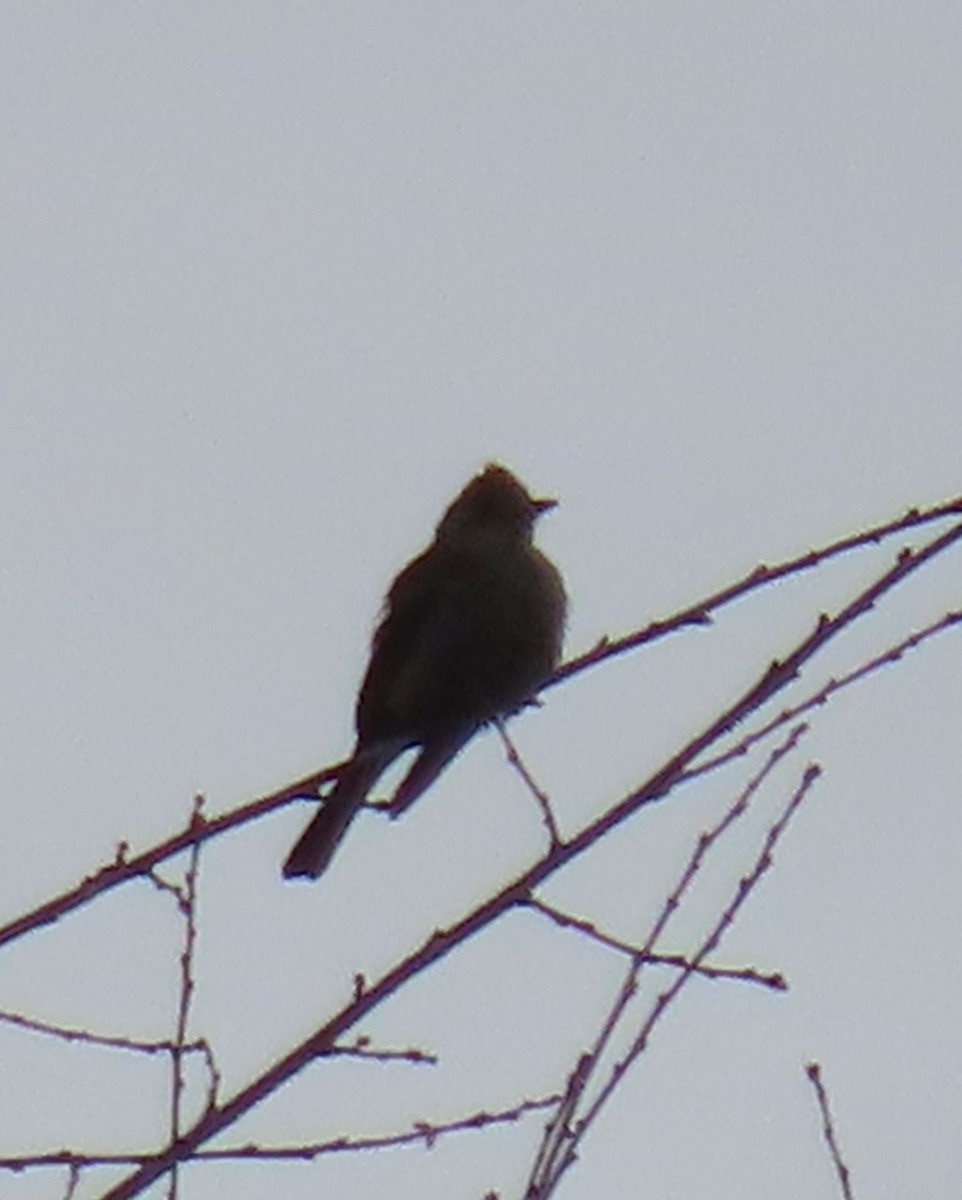 Greater Pewee - ML622400911