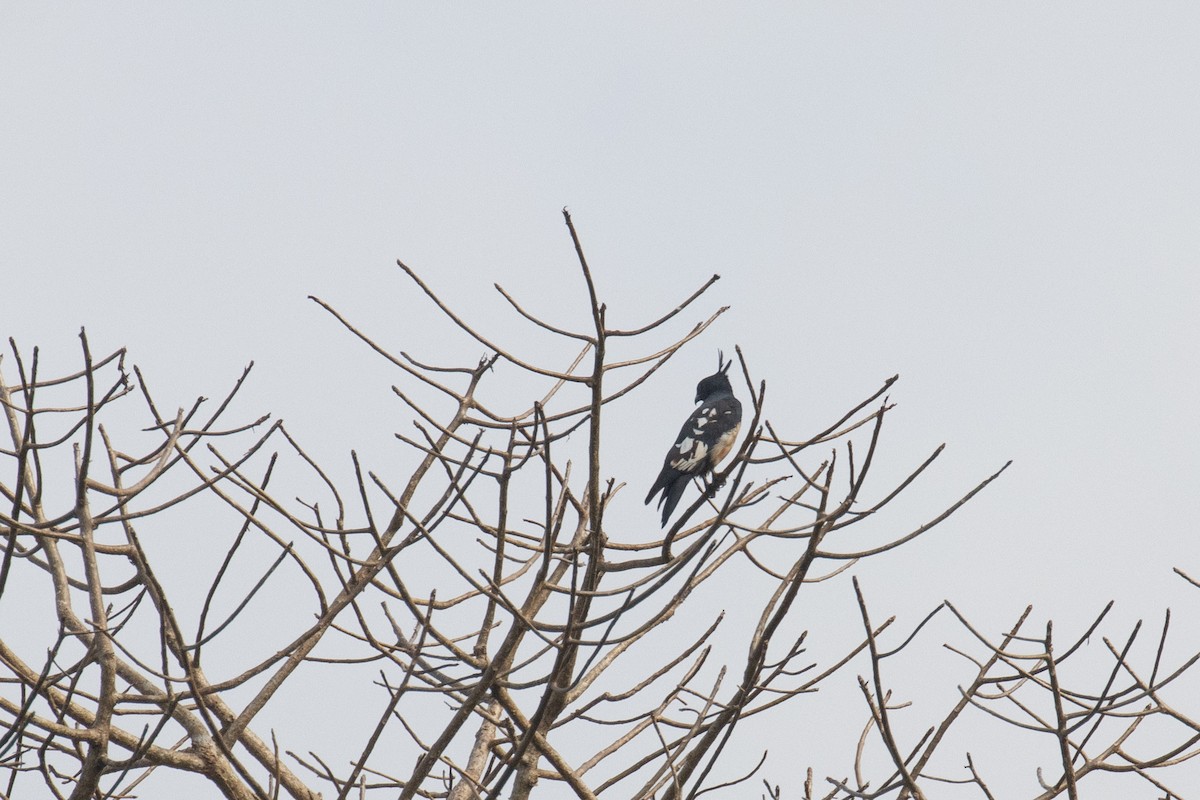 Black Baza - Kalpesh Krishna