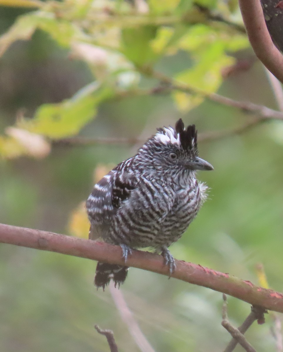 Barred Antshrike - Thomas Brooks