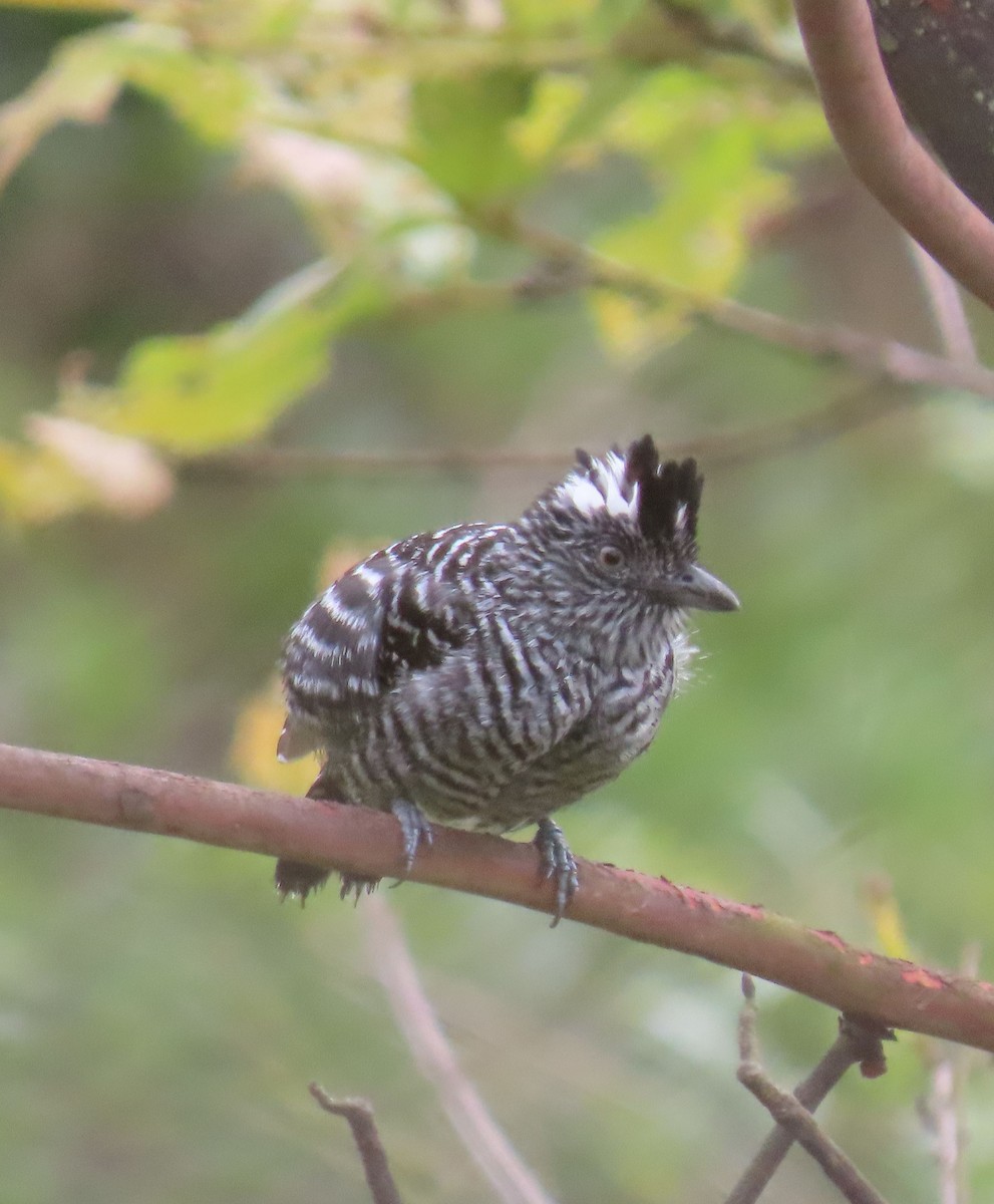 Barred Antshrike - ML622400955