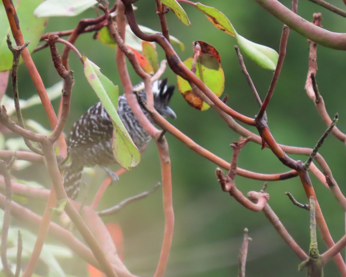 Barred Antshrike - ML622400957