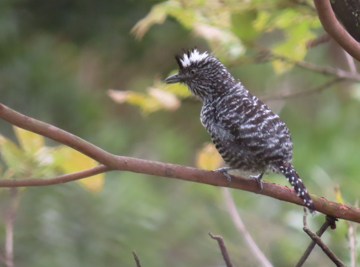 Barred Antshrike - ML622400958