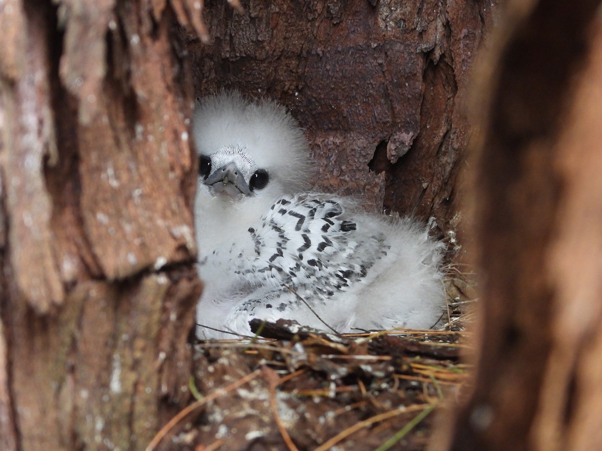 Weißschwanz-Tropikvogel - ML622400965