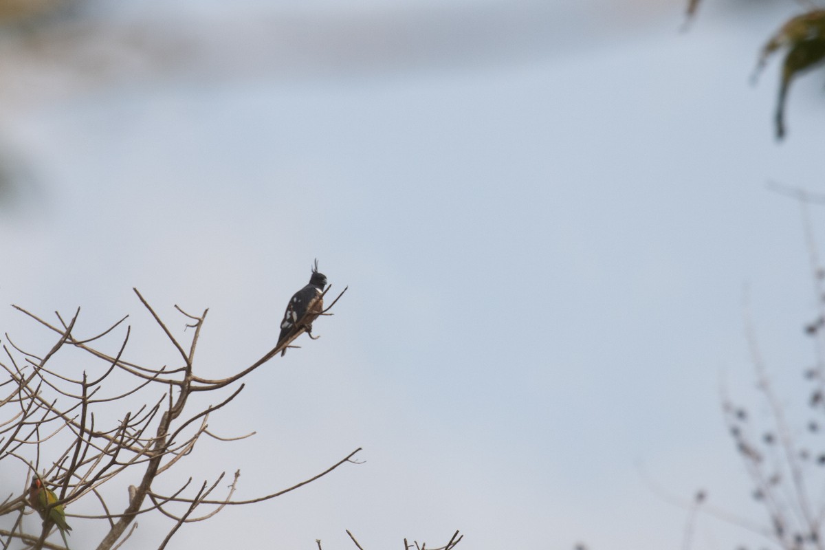 Black Baza - Kalpesh Krishna