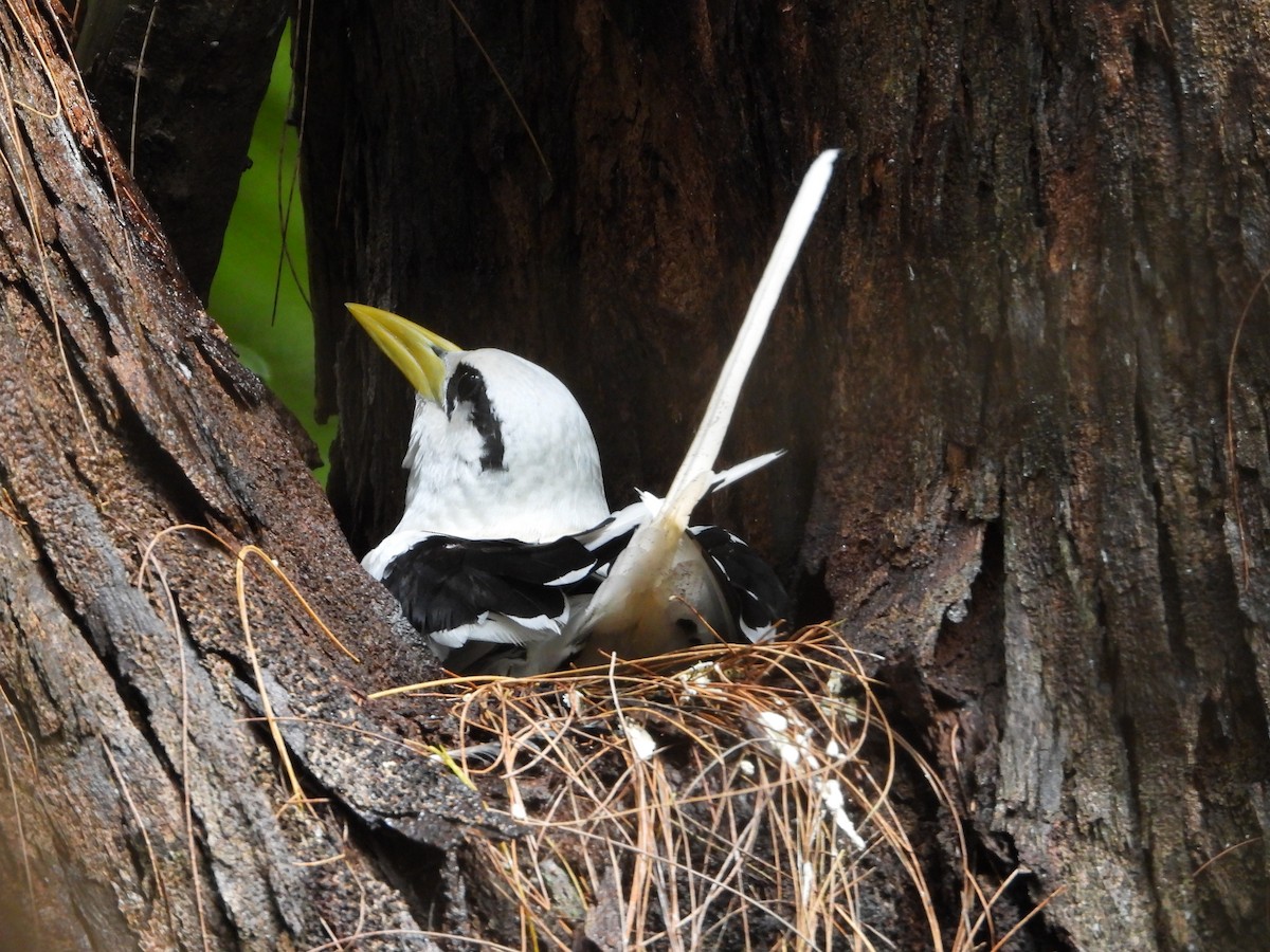 Weißschwanz-Tropikvogel - ML622400989