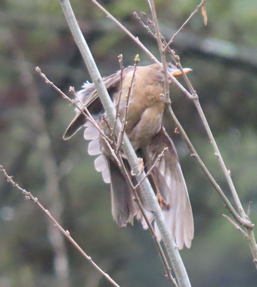 Rufous-collared Robin - ML622401004