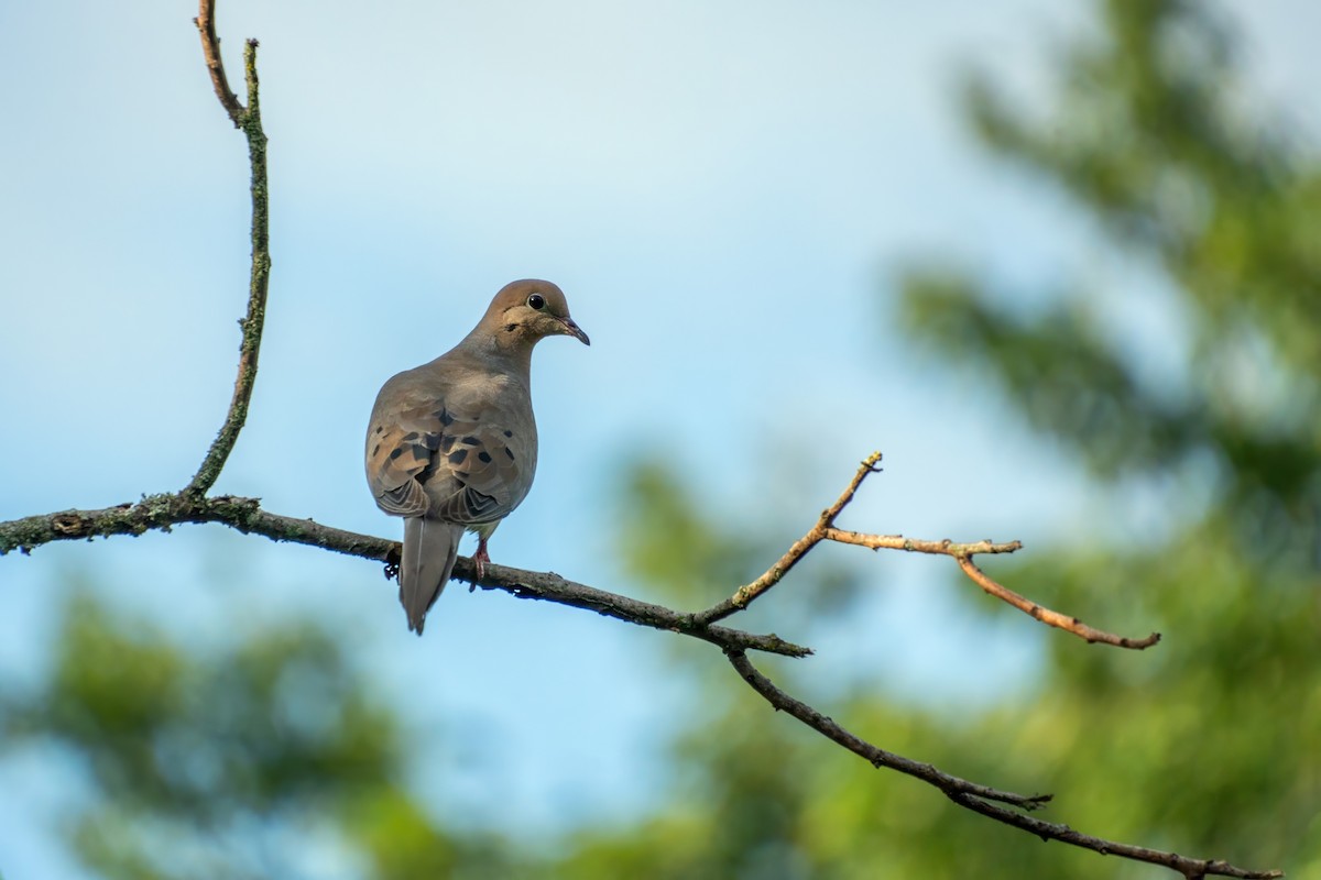 Mourning Dove - ML622401009