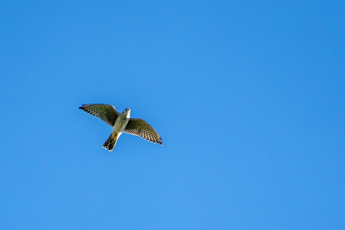 American Kestrel - ML622401018