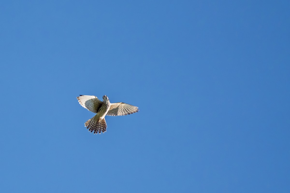 American Kestrel - ML622401020