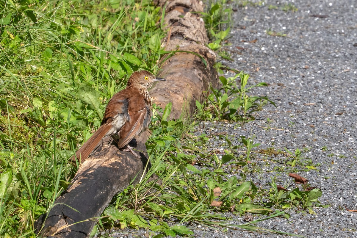 Brown Thrasher - ML622401040