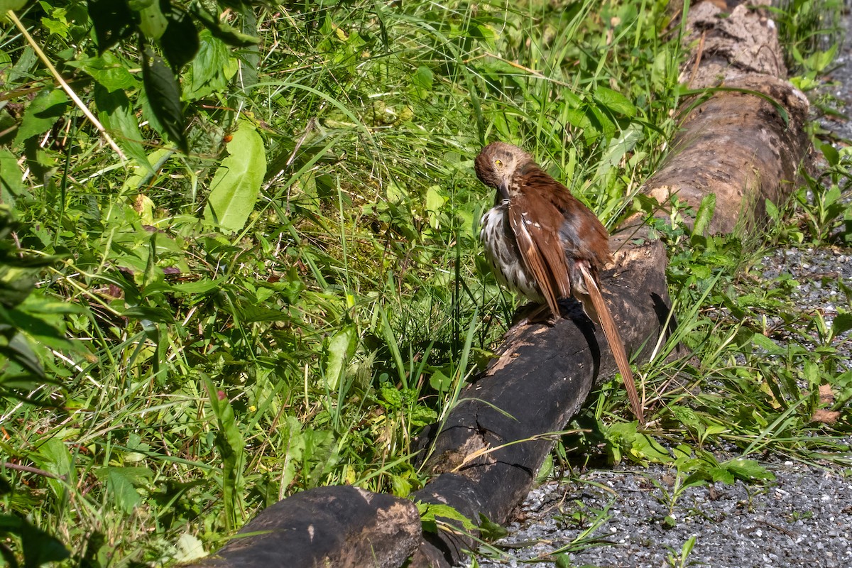 Brown Thrasher - ML622401042