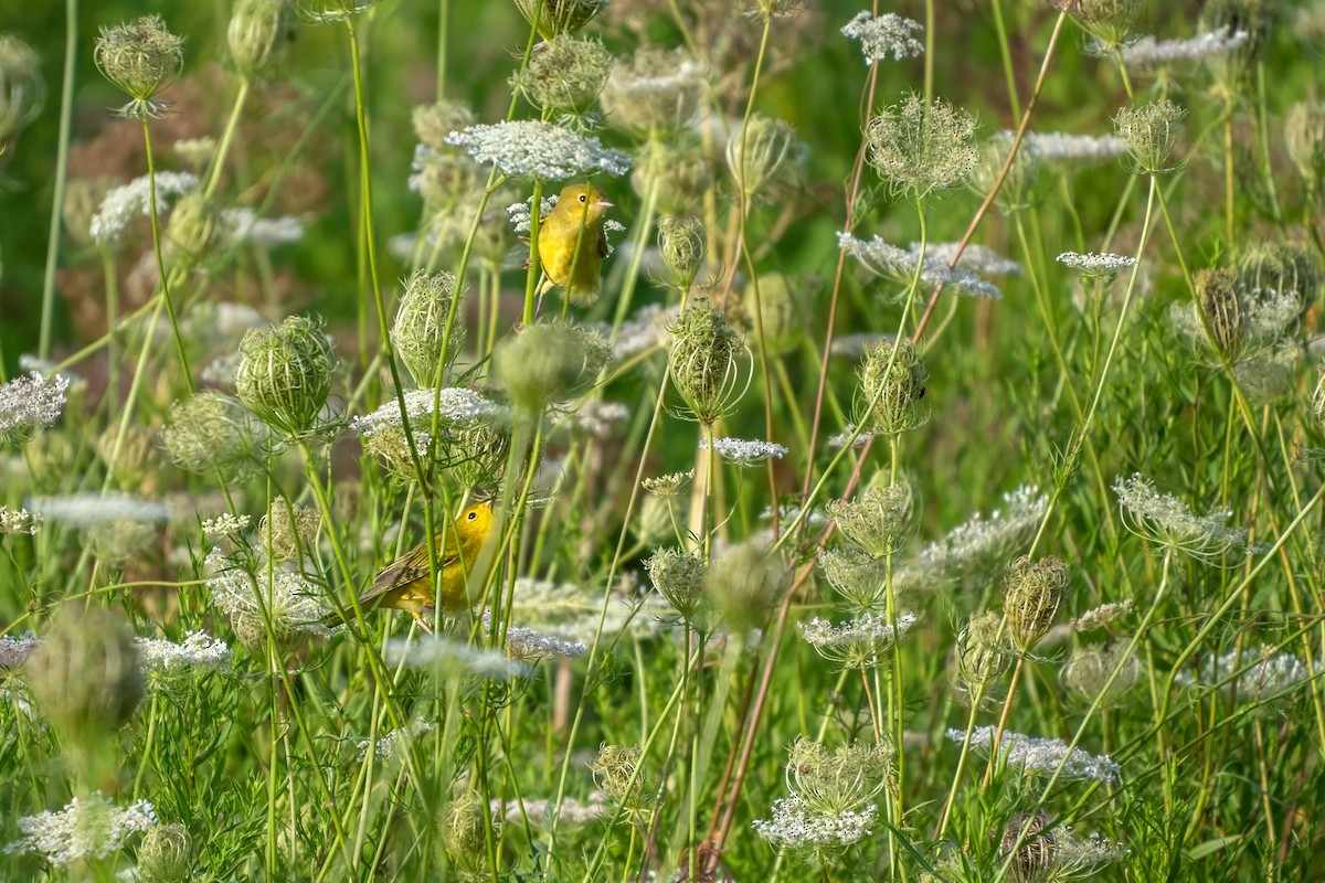 Yellow Warbler - ML622401053