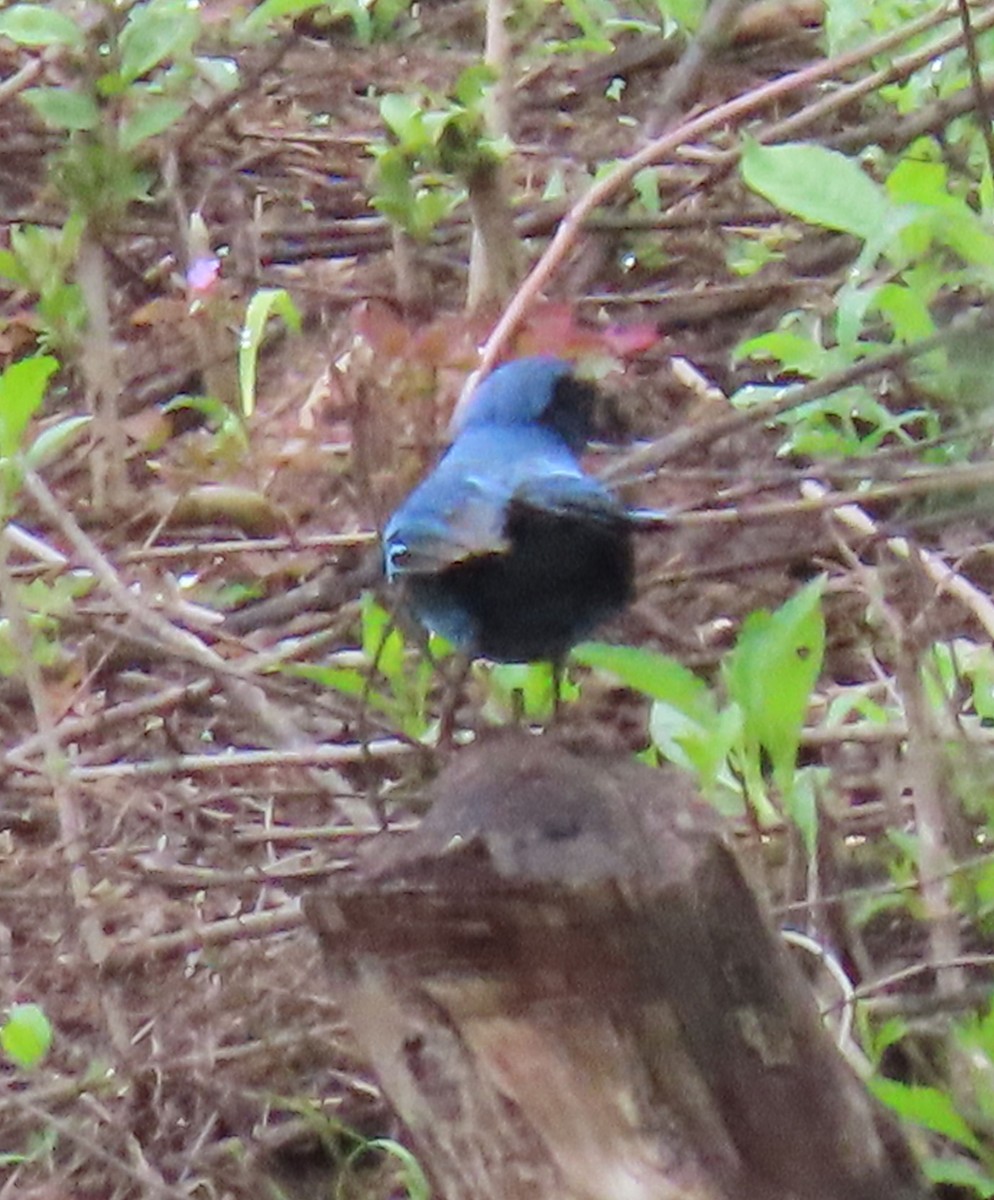 Steller's Jay (Middle American) - ML622401063