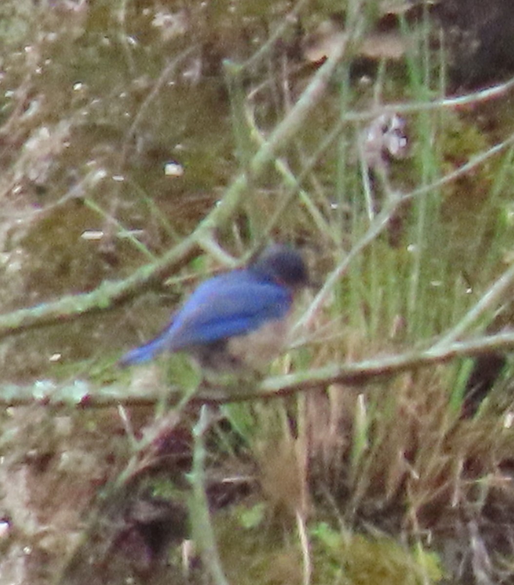 Eastern Bluebird - ML622401078